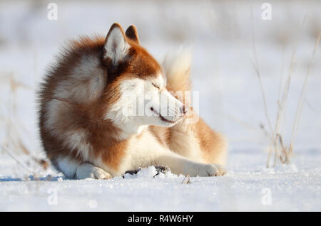 Smiling red dog husky laying on the snow. Winter outdoor