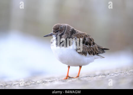 Turnstone (Arenaria interpres) at the harbour in St Ives, Cornwall in Autumn, Stock Photo