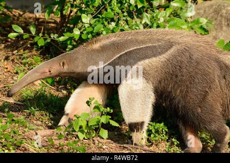 beautiful picture of giant anteater (Myrmecophaga tridactyla) in Thai zoo Stock Photo