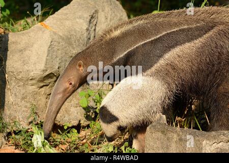 beautiful picture of giant anteater (Myrmecophaga tridactyla) in Thai zoo Stock Photo