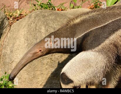 beautiful picture of giant anteater (Myrmecophaga tridactyla) in Thai zoo Stock Photo