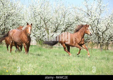 Two chestnut quarter horses running in front of flowering plum trees Stock Photo