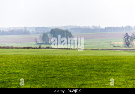 Late autumn. Road and green meadows in the foreground. Forest in the morning fog in the background. Podlasie, Poland. Stock Photo