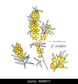 Sea buckthorn branches hand drawn vector illustration. Hippophae berry twigs ink pen sketch. Outline drawing cliparts set. Sea buckthorn yellow berries with lettering. Isolated doodle design elements Stock Vector