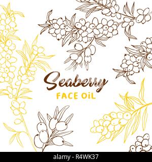 Sea buckthorn branches hand drawn vector illustration. Seaberry twigs sketch. Doodle hippophae. Color outline drawing. Seaberry face oil lettering. Natural cosmetics label, banner, poster design Stock Vector