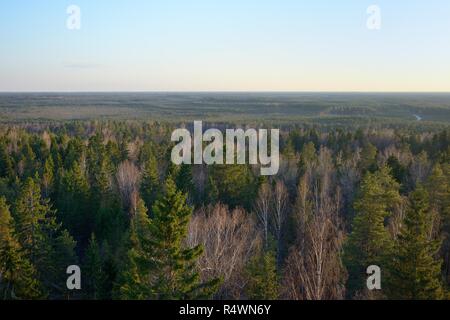 Overview of Iisaku Park forest with mature Fir trees, Birch and Eurasian aspen (Populus tremula), home to the Siberian flying squirrel Pteromys volans Stock Photo