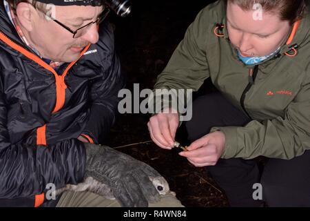 Siberian flying squirrel (Pteromys volans) being radiocollared by Dr. Uudo Timm and his assistant in mature forest, Ida-Viru county. Estonia. Stock Photo