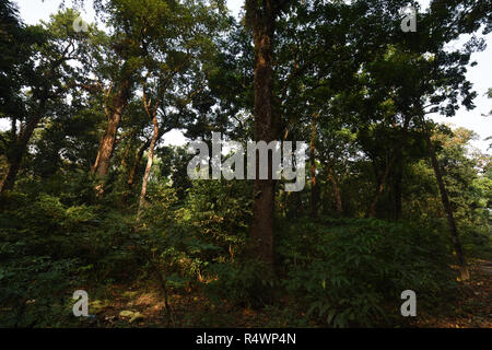 Buxa Tiger Reserve of Buxa National Park in Jalpaiguri district of West Bengal, India Stock Photo