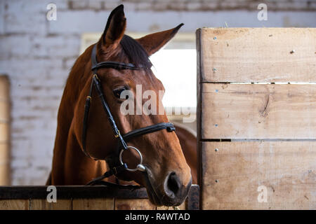 Bay harnessed horse standing in the stall at the door Stock Photo