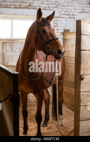 Bay harnessed horse standing in the stall at the door Stock Photo