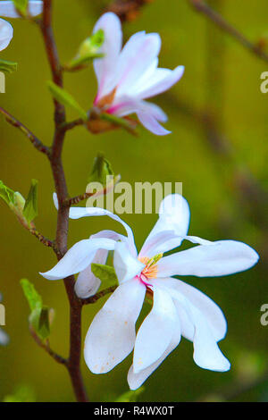 Magnolia salicifolia flowers blooming Stock Photo - Alamy