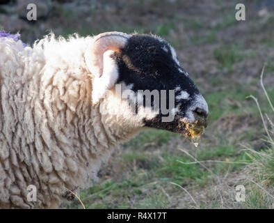 Sheep Nasal Bot Fly - Oestrus ovis 