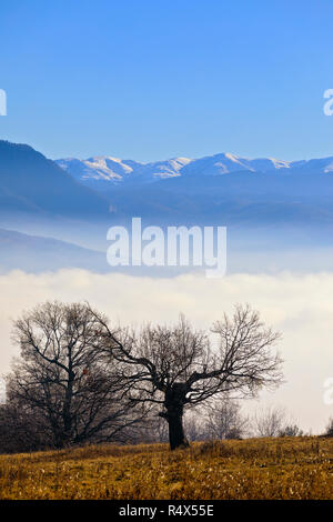 oak with mountain on a background wrapped in foggy sunny day Stock ...