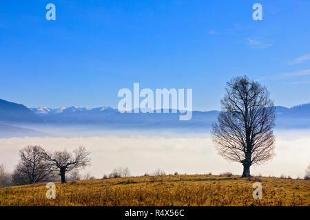 oak with mountain on a background wrapped in foggy sunny day Stock ...
