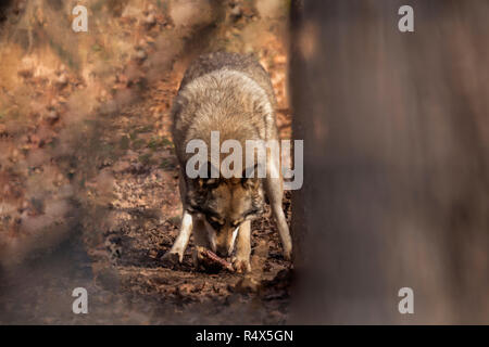 Canis Lupus, wolf in forest eating Stock Photo