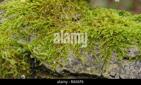 living green moss grows on the bark of an old tree Stock Photo