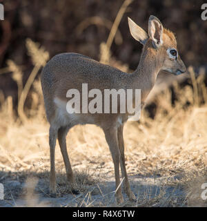 Dik Dik antelope in Etosha national park Stock Photo