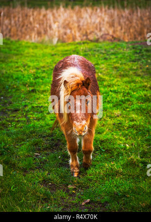 Two small ponies in a roadside field Stock Photo