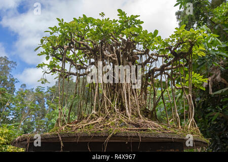 Kurtistown, Hawaii - A dwarf schefflera bonsai in the form of a banyan tree at the Fuku-Bonsai Cultural Center, a bonsai nursery and educational cente Stock Photo