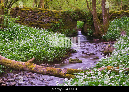 A springtime view of the stream at Long Wood Swallet in the Somerset Wildlife Trusts Cheddar complex, cheddar, somerset, england Stock Photo