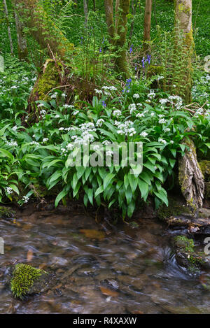 Wild garlic growing along the Longwood Nature Trail, part of the ...