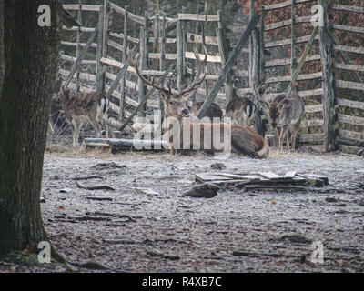 Red deer ( Cervus elaphus ) at wooden fence in rutting season. The hoarfrost on the ground with fallen leaves.