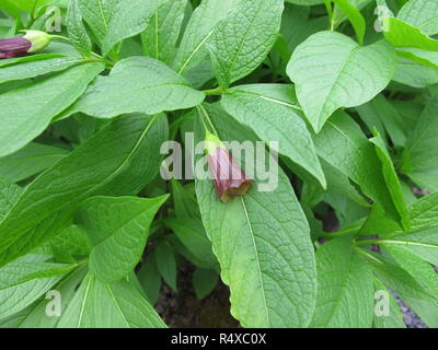 krainer greater,scopolia carniolica Stock Photo