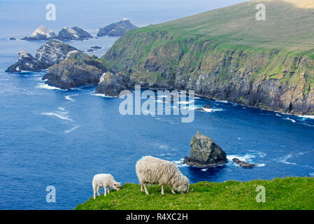 White sheep ewe and lamb grazing grass on sea clifftop at Hermaness National Nature Reserve, Unst, Shetland Islands, Scotland, UK Stock Photo