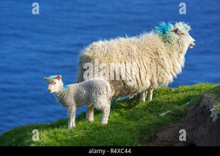 White sheep ewe and lamb on sea cliff top along the Scottish coast in Scotland, UK Stock Photo