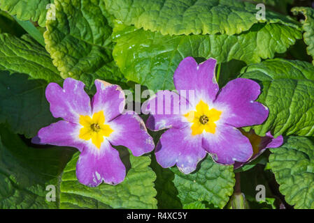 Common primrose / English primrose (Primula vulgaris / Primula acaulis) in flower, Shetland Islands, Scotland, UK Stock Photo