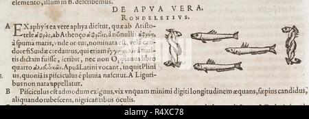 Small fish. C. Gesneri ... historiÃ¦ insectorum libellus. 1620 -. Fish. Image taken from: C. Gesneri ... historiÃ¦ insectorum libellus, qui est de scorpione. Per C. Wolphium ... collectus, etc. . Source: 460.c.6, page 64. Language: Latin. Stock Photo