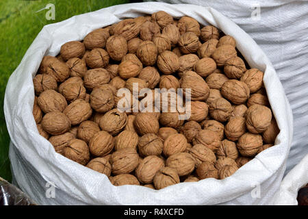 Sack of walnuts in shells. Stock Photo
