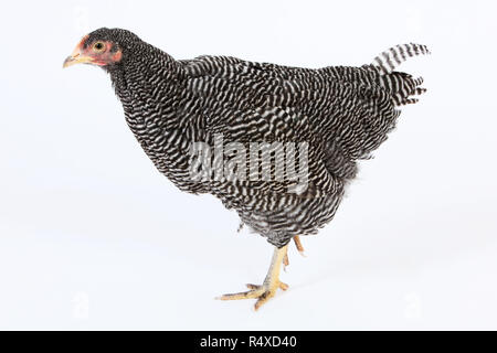 studio portraits of a barred Plymouth rock hen Stock Photo