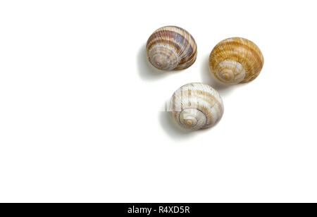 Three snail shells isolated on a white backgorund Stock Photo