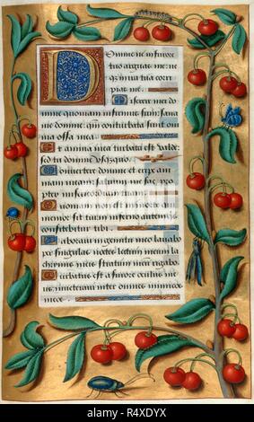 Cherries. Book of Hours. France (Tours), 1510-1525; detached calendar leave. (Whole folio) Initial D and text. Border decorated with Cherry plants and various insects  Image taken from Book of Hours.  Originally published/produced in France (Tours), 1510-1525; detached calendar leaves circa 1540. . Source: Add. 18855, f.63. Language: Latin and French. Author: Workshop of Jean Bourdichon. Stock Photo