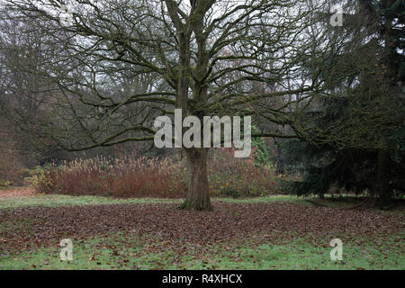 Autumn trees with fallen leaves during Autumn in Highbury Park in Birmingham, United Kingdom. Highbury Park is located on the borders between Moseley and Kings Heath. (photo by Mike Kemp/In PIctures via Getty Images) Stock Photo