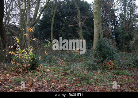 Autumn trees with fallen leaves during Autumn in Highbury Park in Birmingham, United Kingdom. Highbury Park is located on the borders between Moseley and Kings Heath. Stock Photo