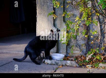 Black Cat looking up from bowl of milk Stock Photo