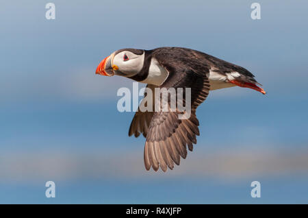 Puffins in flight - Atlantic puffin Fratercula arctica flying in a clear sky Stock Photo