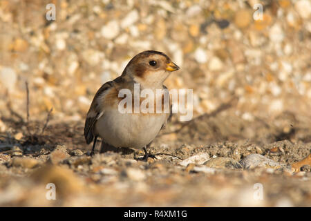 Snow bunting female (Plectrophenax nivalis) on a shingle beach at Hill Head near Fareham, UK in November Stock Photo