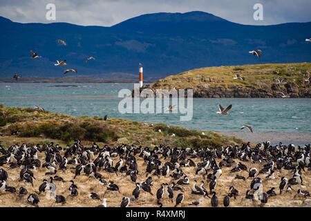 Imperial cormorant in one island of the Beagle Channel in front Ushuaia. Patagonia Stock Photo