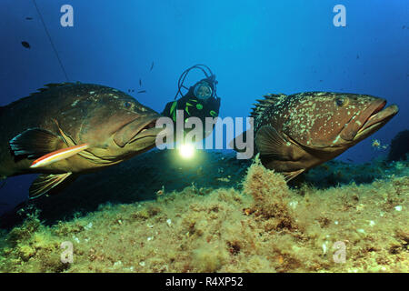 Scuba diver and two Dusky groupers (Epinephelus marginatus) at a mediterranean reef, Lavezzi islands, Strait of Bonifacio, Corsica, France Stock Photo