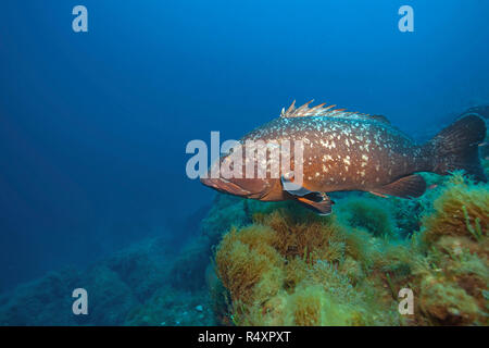 Dusky grouper (Epinephelus marginatus) at a mediterranean reef, Port Cros, Hyeres, South France, France Stock Photo