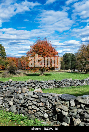 Rustic fieldstone wall and autumn tree, Tiverton, Rhode Island, USA. Stock Photo