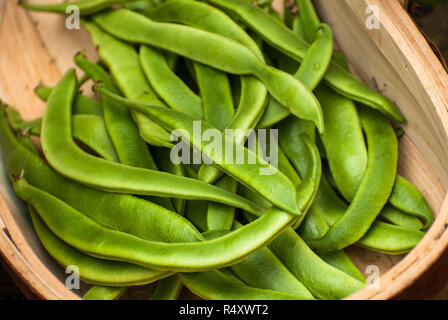 Freshly picked home grown runner Bean Harvest Stock Photo
