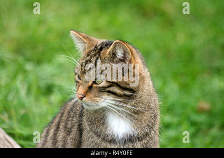 SCOTTISH WILD CAT Felis Vestris UK Captive Stock Photo