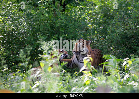 A pair of Tigers - Nagarhole National Park, India Stock Photo