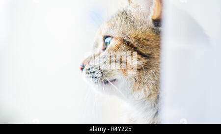 The cat's profile stares out into the distance Stock Photo