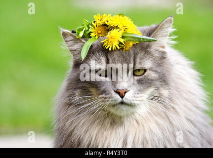 Mardy old norwegian forest cat with dandelion garland on his head Stock Photo
