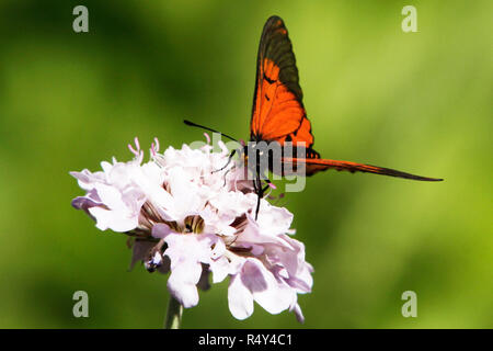 A red acraea horta butterfly feeding on a flower.
